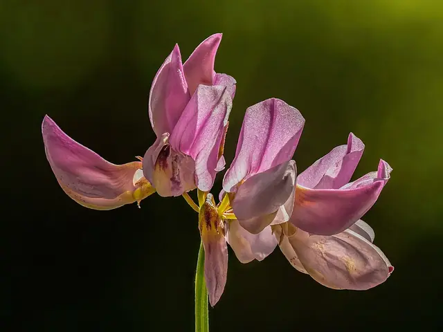 blüte (bloom) - trend visualization