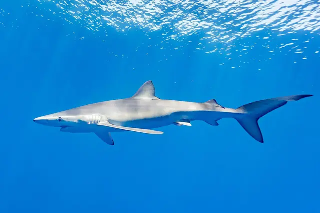 Blue Shark search trend