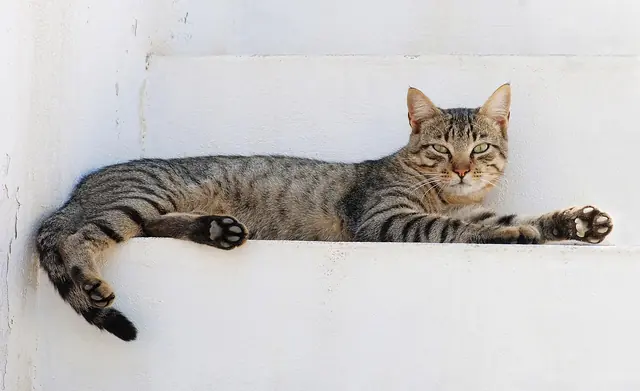 cat - trend visualization