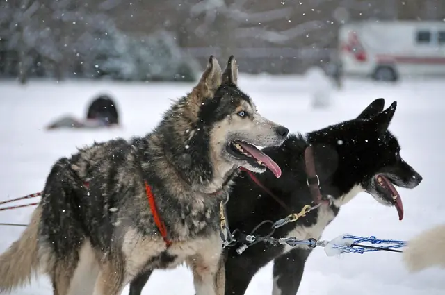 dog - trend visualization