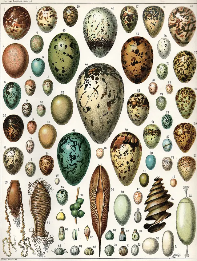 Egg search trend
