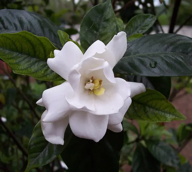 gardenia - trend visualization