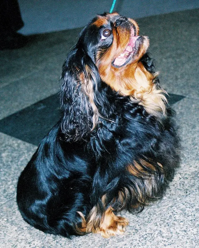 King Charles search trend